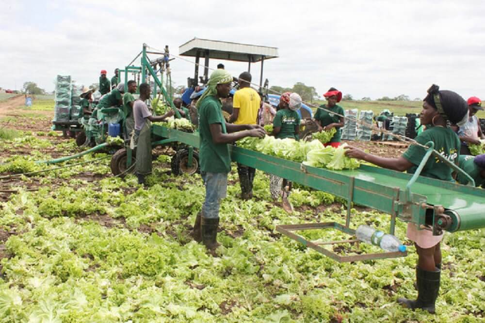 Emprego na Fazenda Girassol Angola Vagas na Fazenda Girassol Angola