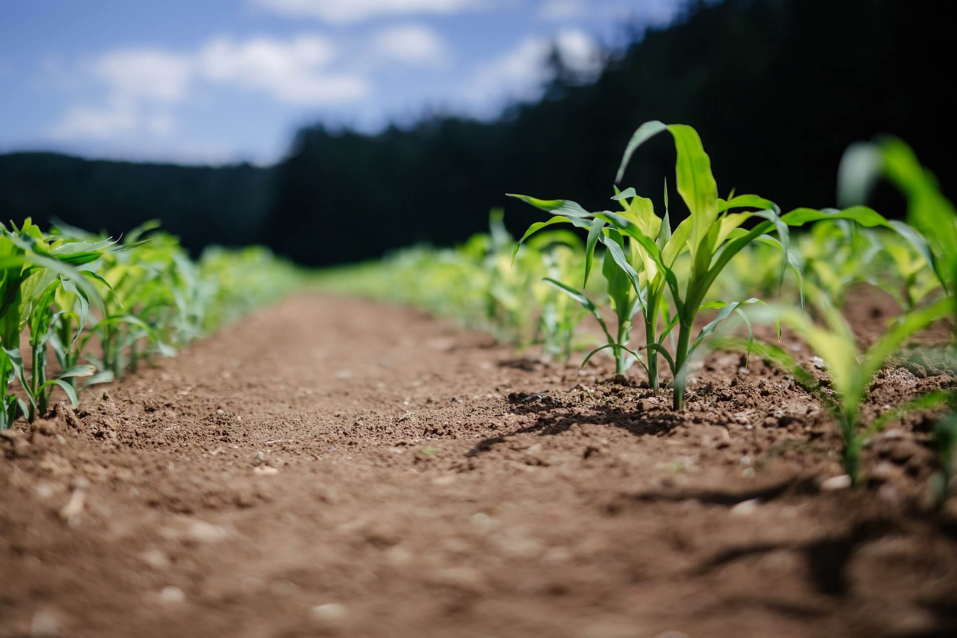 Vagas na Agrogest Angola Recrutamento na Agrogest Angola