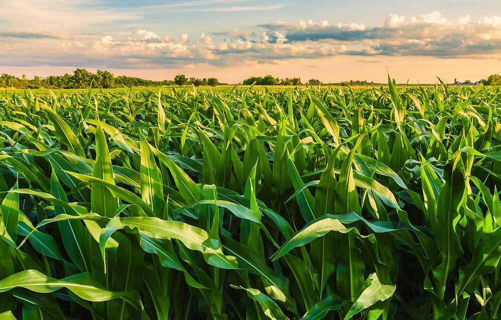 Vagas na Novagro Angola
