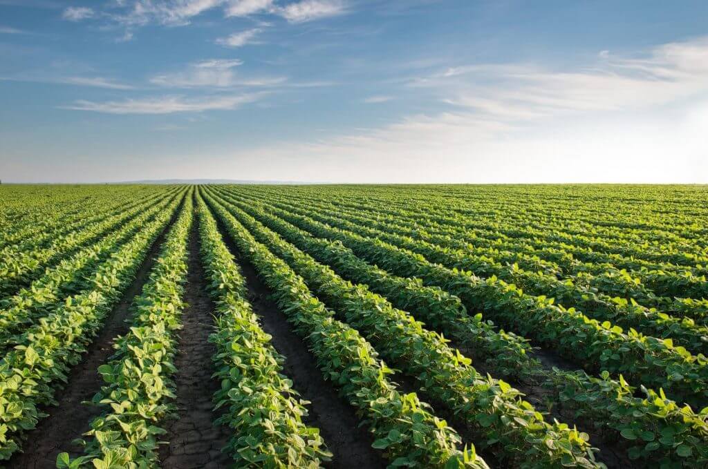Recrutamento na Agropoint Angola Vagas na Agropoint Angola